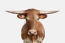 Photographie, Bevo XV Color (S), Randal Ford