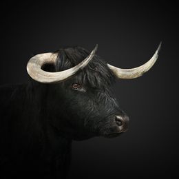 Photographie, Black Highland Cow (S), Randal Ford