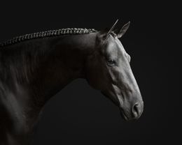 Photographie, Black Horse No. 1 (S), Randal Ford