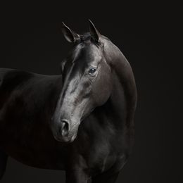 Photographie, Black Horse No. 2 (M), Randal Ford