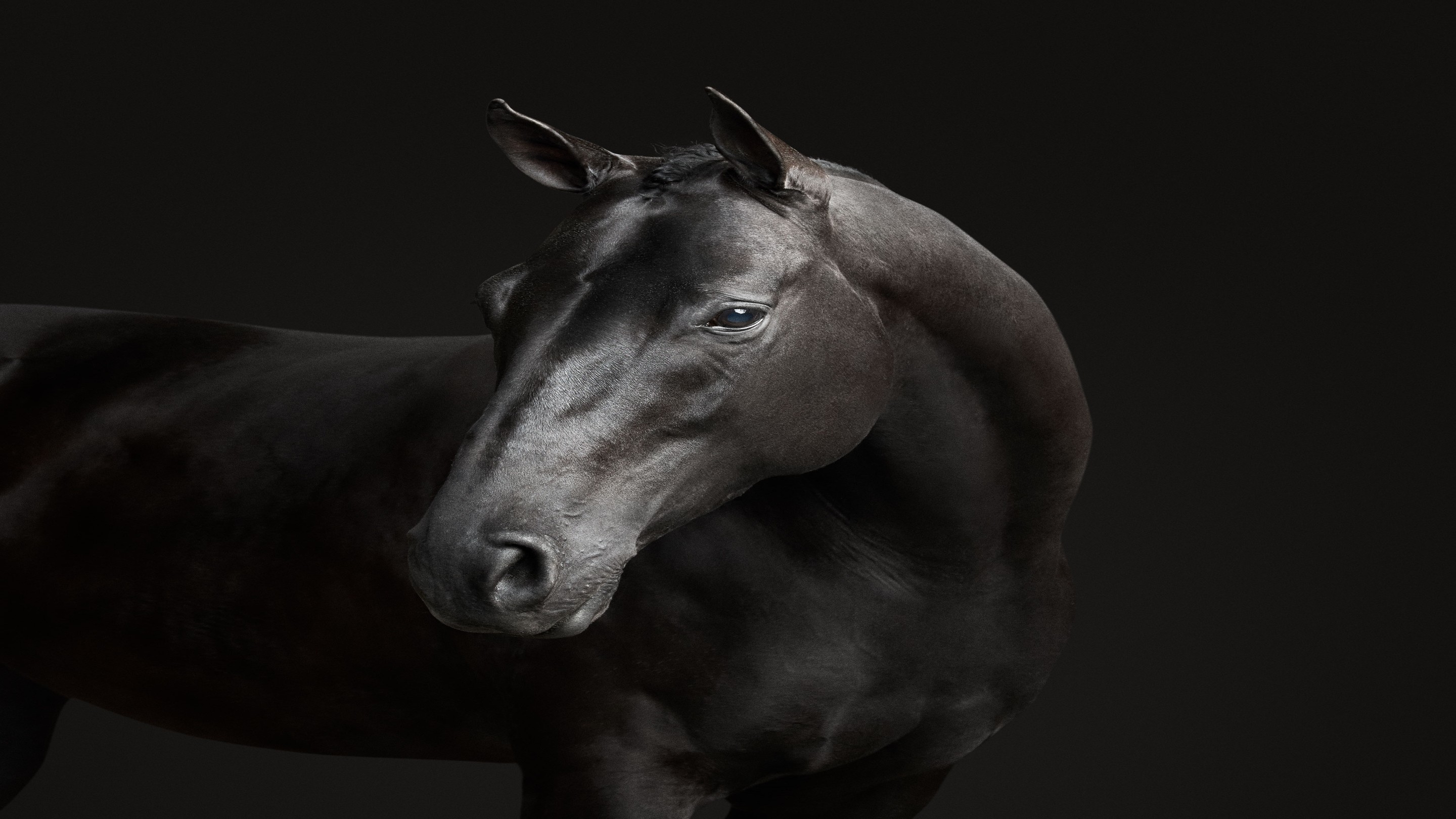 Randal Ford, Black Horse No. 2 (M) Randal Ford, Black Horse No. 2 (M)