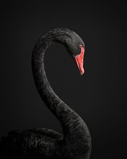 Photographie, Black Swan No. 1 (M), Randal Ford