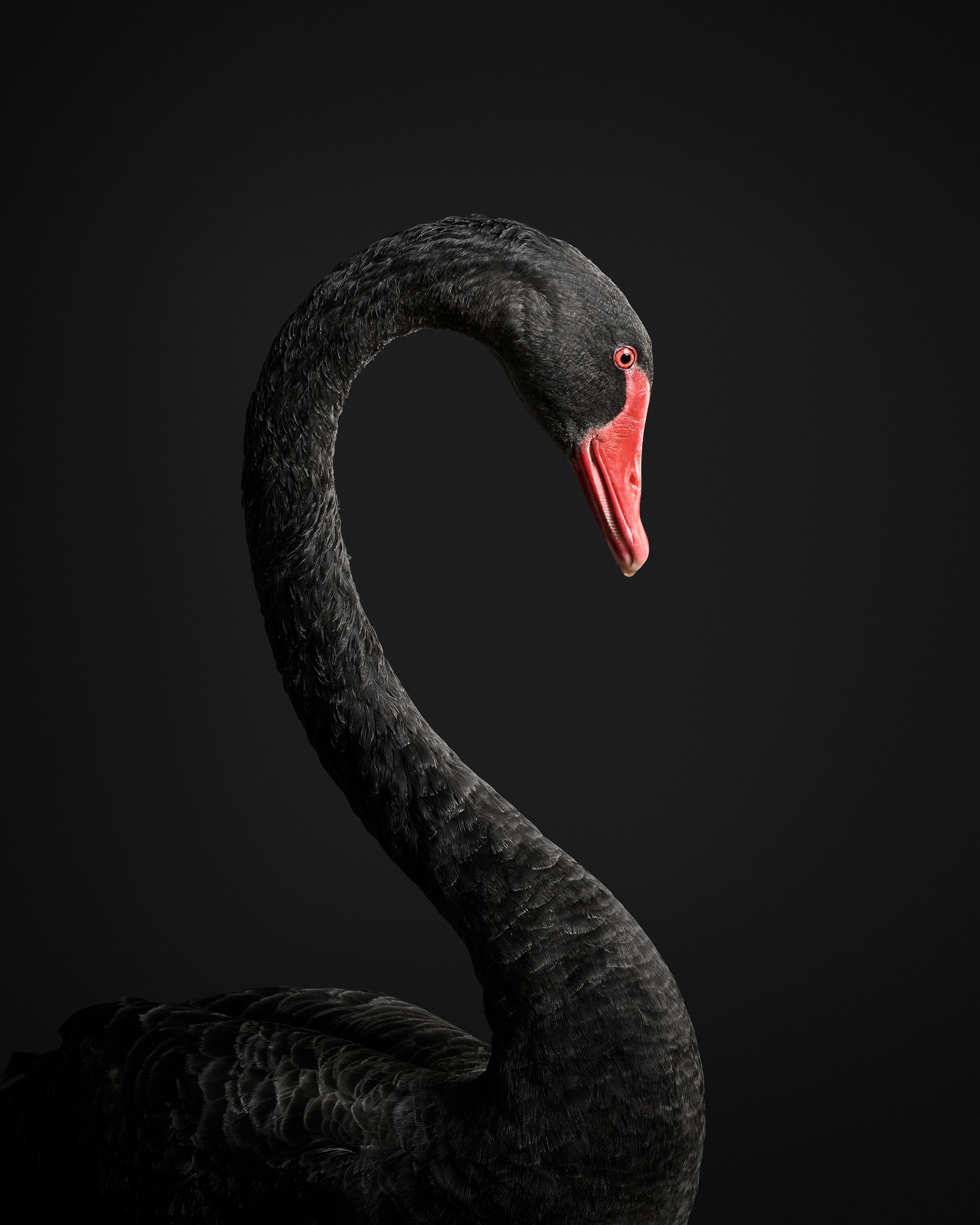 Randal Ford, Black Swan No. 1 (M) Randal Ford, Black Swan No. 1 (M)