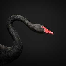 Photographie, Black Swan No. 2 (M), Randal Ford