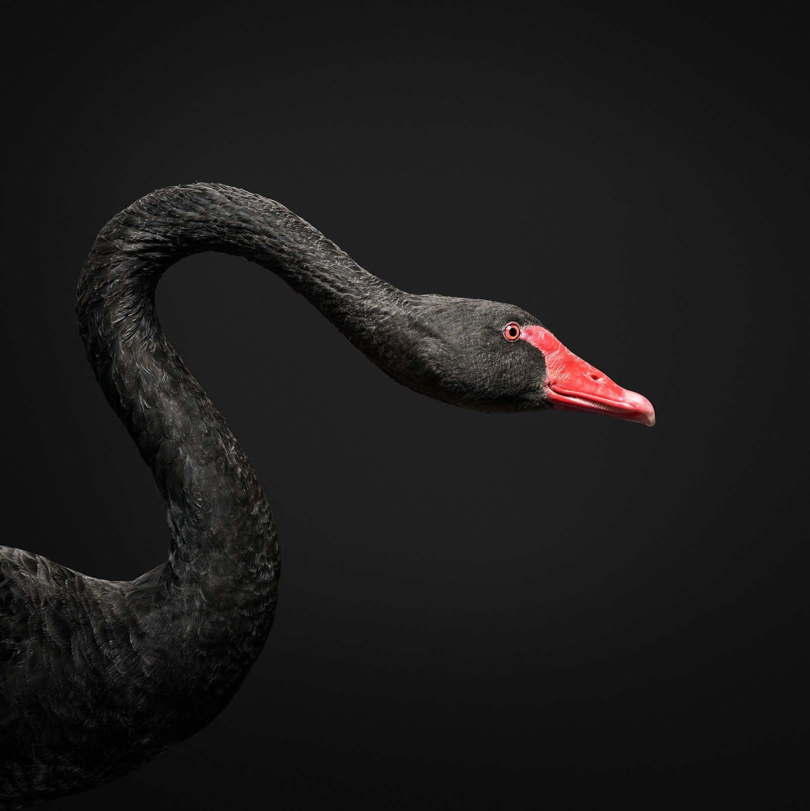 Randal Ford, Black Swan No. 2 (L) Randal Ford, Black Swan No. 2 (L)