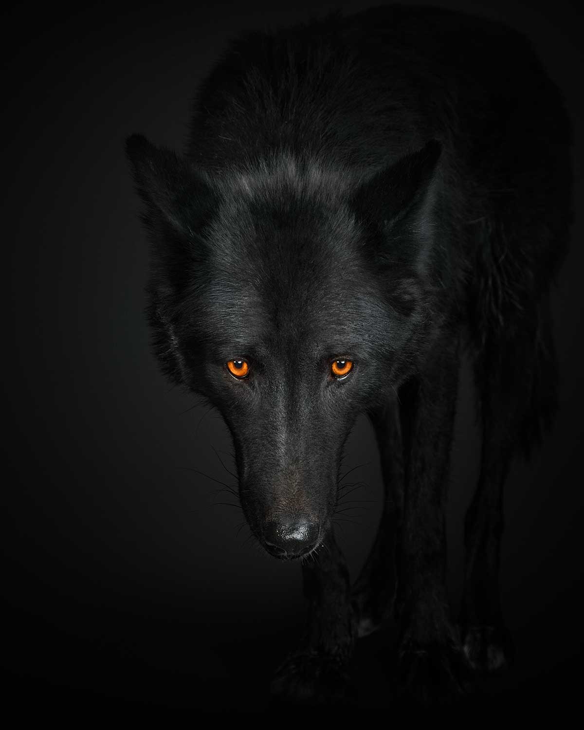 Randal Ford, Black Wolf No. 1 (S) Randal Ford, Black Wolf No. 1 (S)