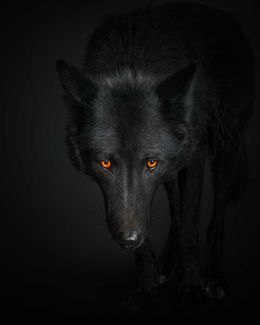 Photographie, Black Wolf No. 1 (M), Randal Ford