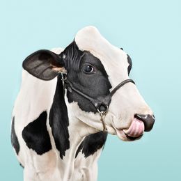 Photographie, Blue Cow (M), Randal Ford