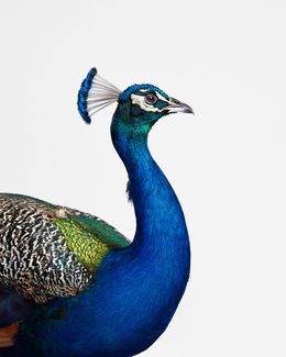 Photographie, Blue Peacock (S), Randal Ford