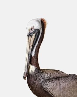Photographie, Brown Pelican (M), Randal Ford
