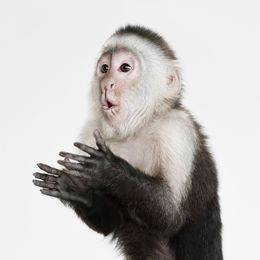 Photography, Capuchin Monkey (S), Randal Ford