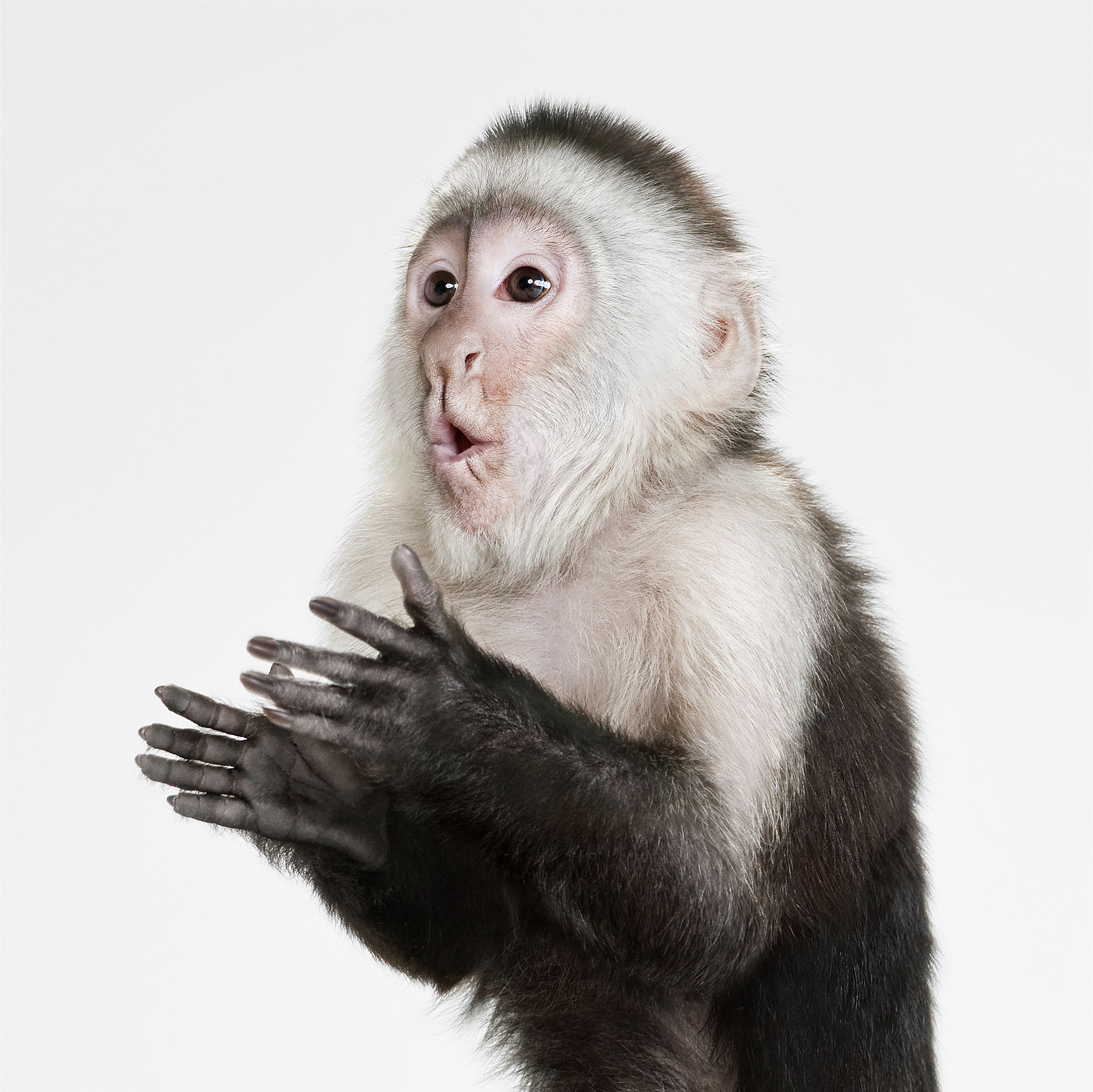 Randal Ford, Capuchin Monkey (L) Randal Ford, Capuchin Monkey (L)