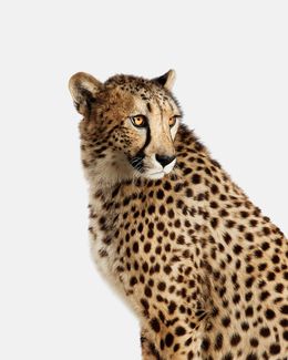Photographie, Cheetah No. 1 (M), Randal Ford