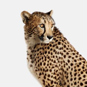 Fotografien, Cheetah No. 1 (M), Randal Ford