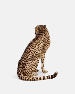 Photographie, Cheetah No. 2 (S), Randal Ford