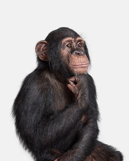Photographie, Chimpanzee No. 1 (L), Randal Ford