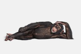 Photographie, Chimpanzee No. 2 (L), Randal Ford