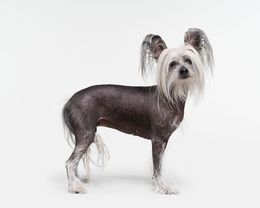 Photographie, Chinese Crested Dog (M), Randal Ford