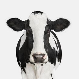 Photographie, Dairy Cow No. 1 (S), Randal Ford