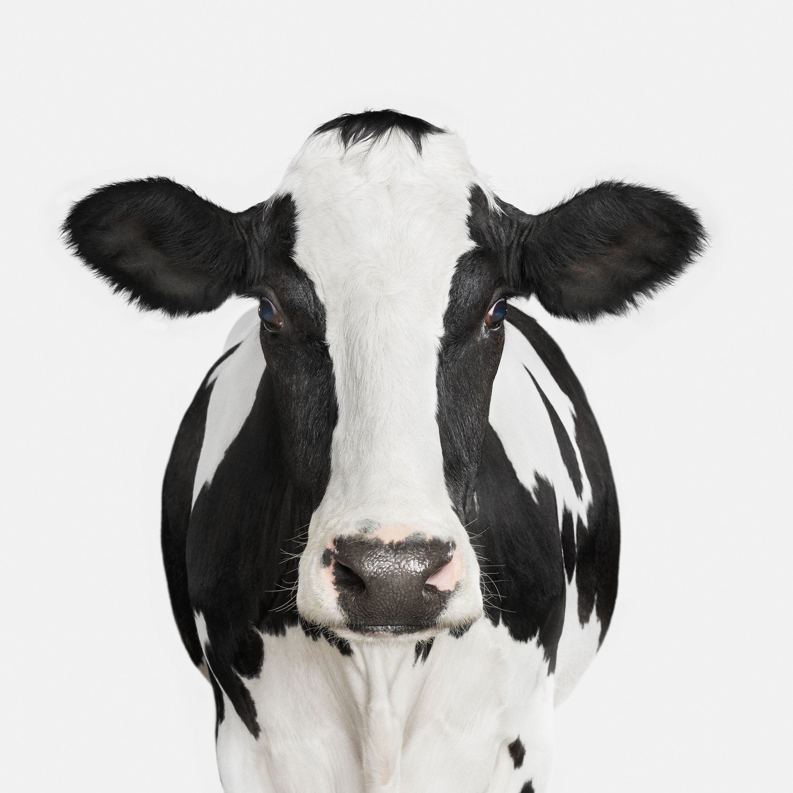 Randal Ford, Dairy Cow No. 1 (S) Randal Ford, Dairy Cow No. 1 (S)