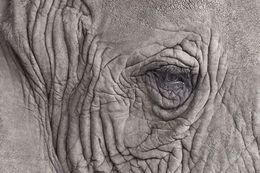 Photographie, Elephant Close Up (S), Randal Ford