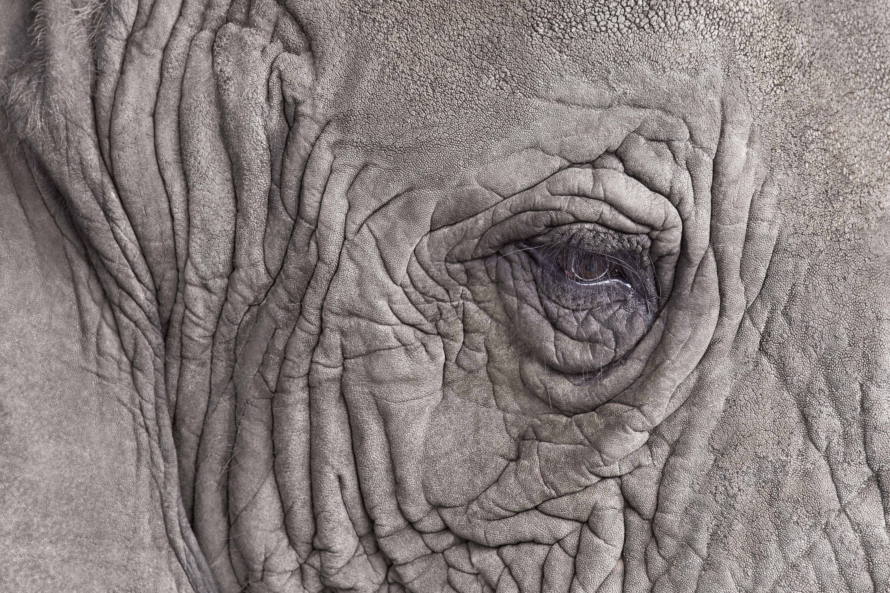 Randal Ford, Elephant Close Up (M) Randal Ford, Elephant Close Up (M)