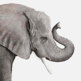 Photographie, Elephant No. 2 (M), Randal Ford