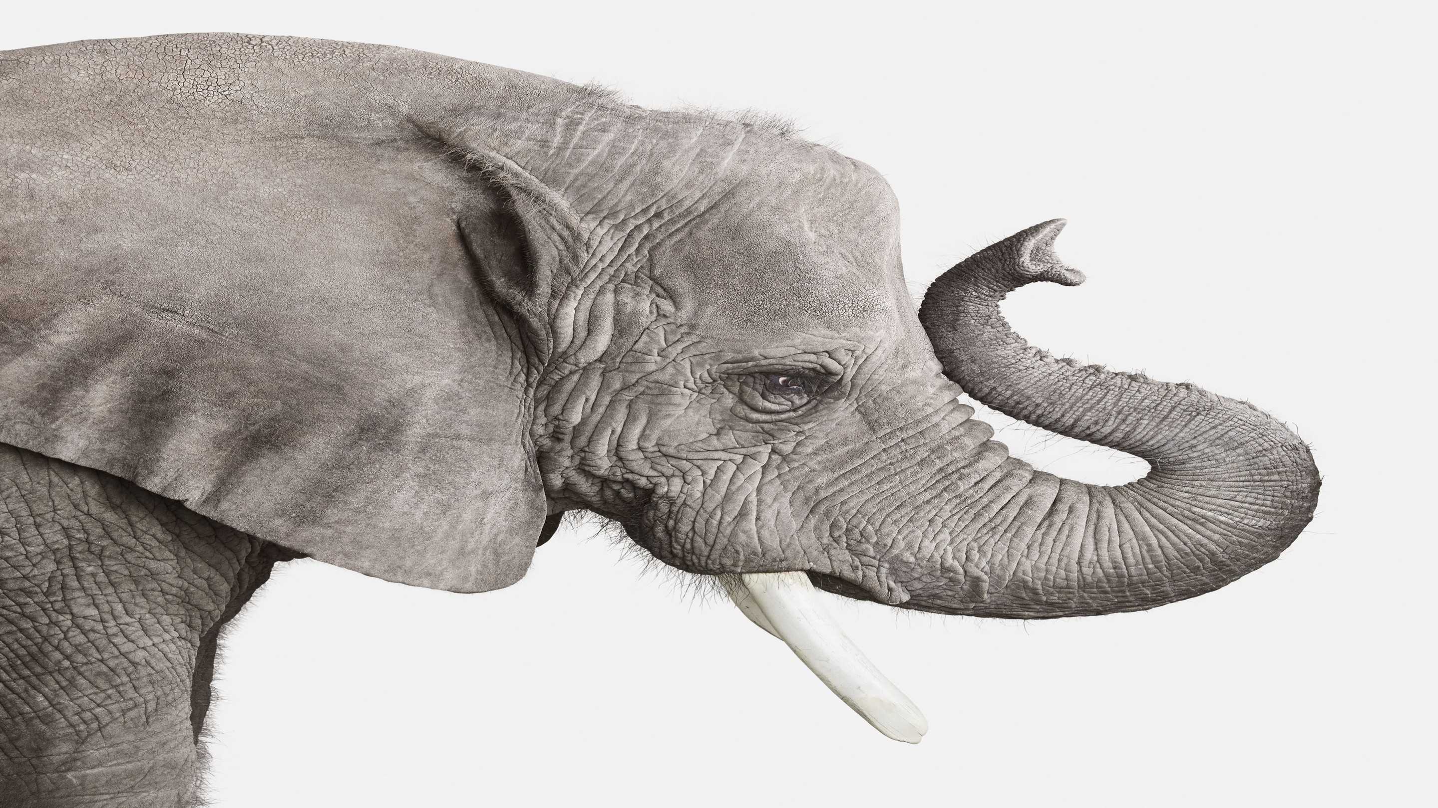 Randal Ford, Elephant No. 2 (M) Randal Ford, Elephant No. 2 (M)