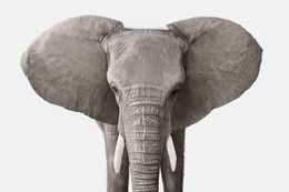 Photographie, Elephant No. 3 (M), Randal Ford