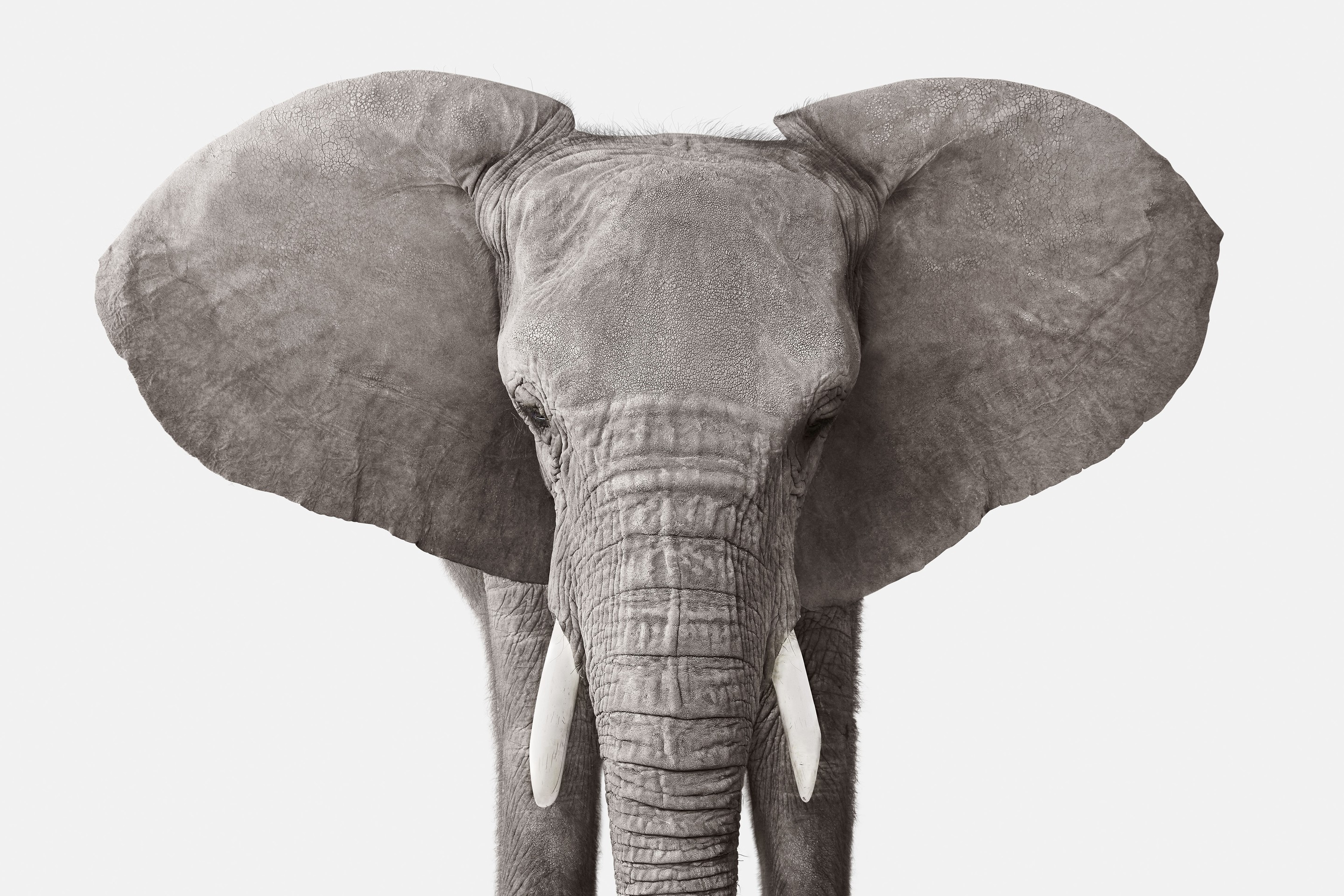 Randal Ford, Elephant No. 3 (M) Randal Ford, Elephant No. 3 (M)