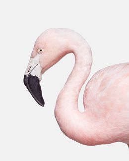 Photographie, Flamingo No. 1 (M), Randal Ford