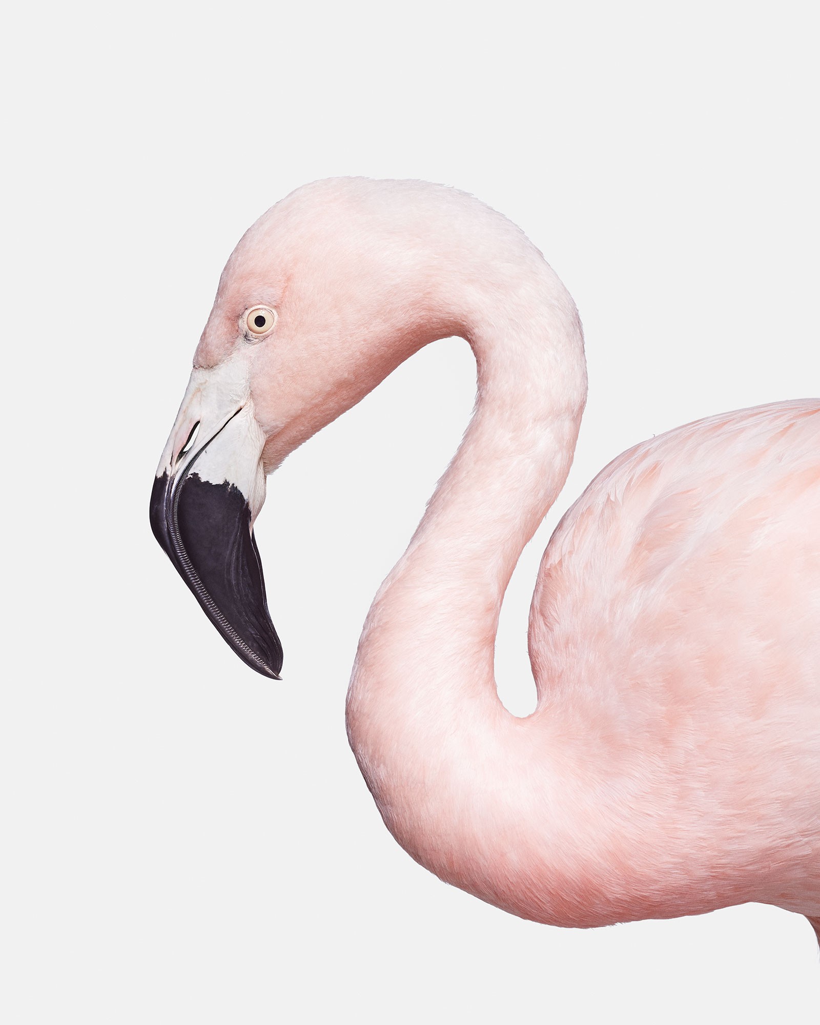 Randal Ford, Flamingo No. 1 (L) Randal Ford, Flamingo No. 1 (L)