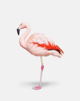 Photographie, Flamingo No. 2 (M), Randal Ford