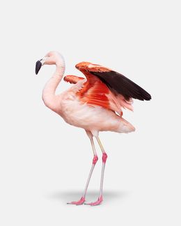 Photographie, Flamingo No. 3 (S), Randal Ford