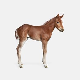 Photographie, Foal No. 1 (M), Randal Ford