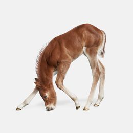 Photographie, Foal No. 2 (S), Randal Ford