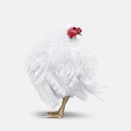 Photographie, Frazzle Chicken No. 1 (S), Randal Ford