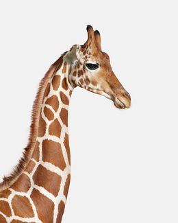 Photographie, Giraffe No. 1 (M), Randal Ford