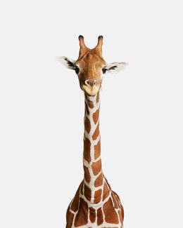 Photographie, Giraffe No. 2 (L), Randal Ford