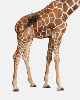 Photographie, Giraffe No. 3 (M), Randal Ford