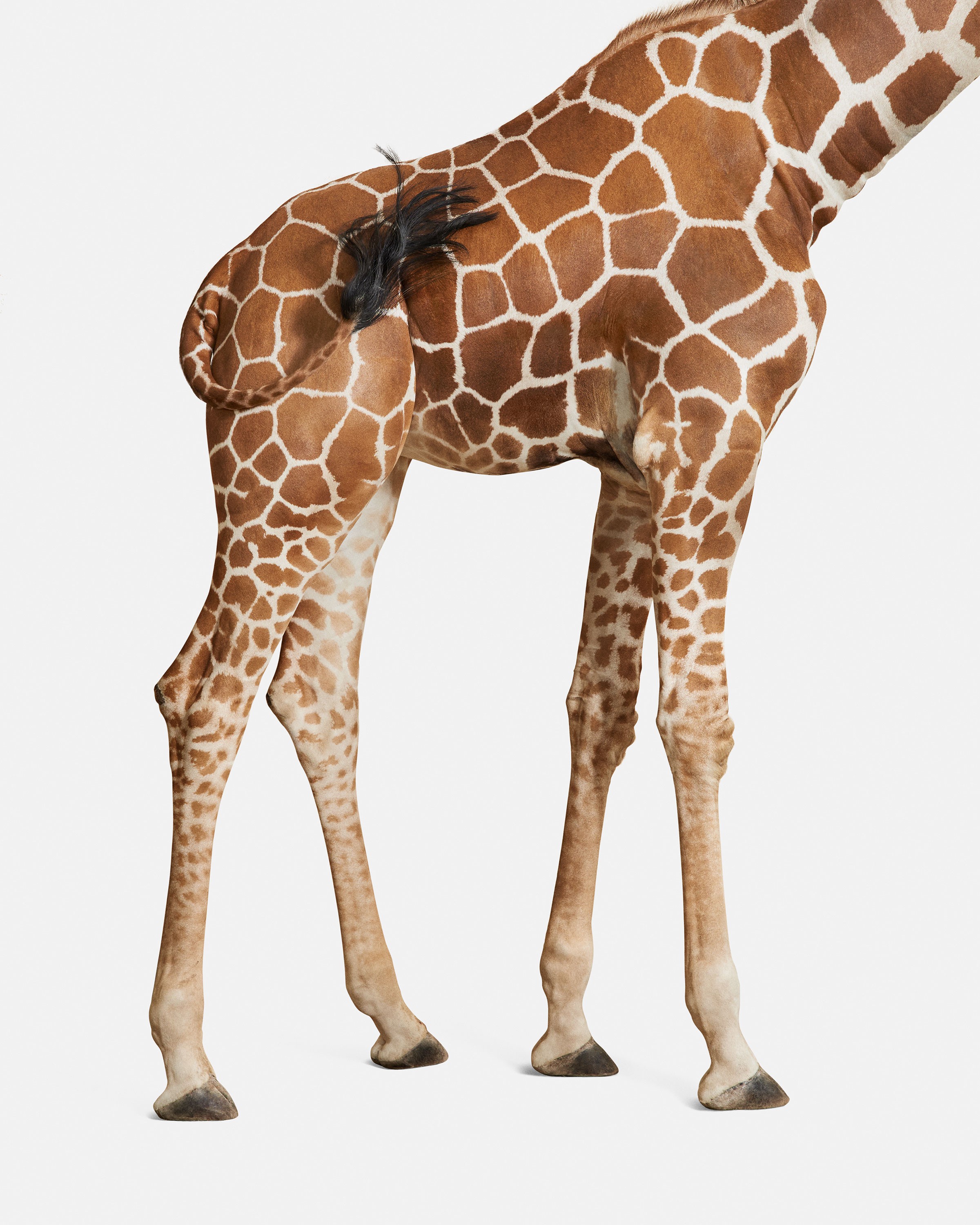 Randal Ford, Giraffe No. 3 (M) Randal Ford, Giraffe No. 3 (M)
