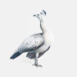 Photographie, Gray Peacock No. 2 (S), Randal Ford