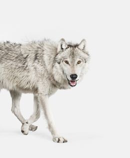 Photographie, Gray Timber Wolf (S), Randal Ford