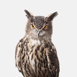 Photographie, Great Horned Owl (M), Randal Ford