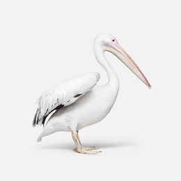 Photographie, Great White Pelican No. 1 (M), Randal Ford