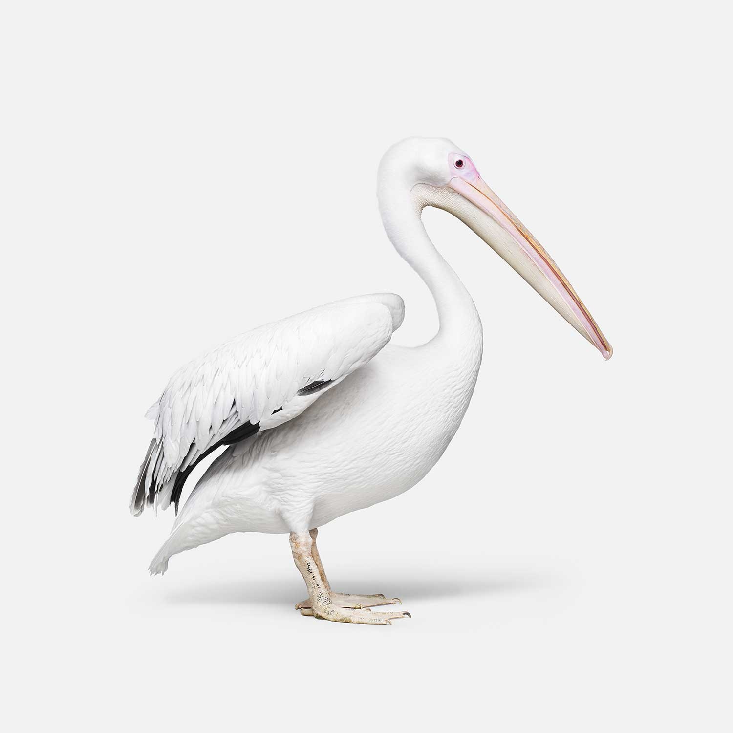 Randal Ford, Great White Pelican No. 1 (M) Randal Ford, Great White Pelican No. 1 (M)