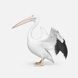 Photographie, Great White Pelican No. 2 (S), Randal Ford