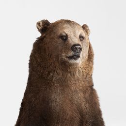 Photographie, Grizzly Bear Portrait (M), Randal Ford