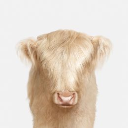 Photographie, Highland Calf Baby (M), Randal Ford