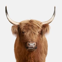 Photographie, Highland Cow No. 3 (M), Randal Ford